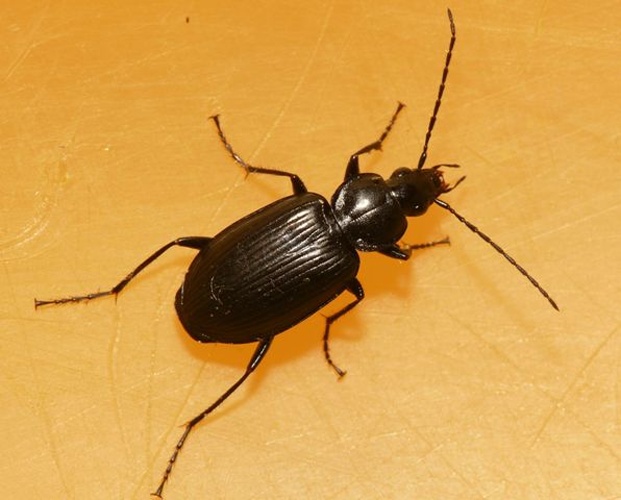 Agonum viduum &copy; <table style="width:100%; border:1px solid #aaa; background:#efd; text-align:center"><tbody><tr>
<td>
<a href="//commons.wikimedia.org/wiki/File:Aspitates_ochrearia.jpg" class="image"><img alt="Aspitates ochrearia.jpg" src="https://upload.wikimedia.org/wikipedia/commons/thumb/b/bc/Aspitates_ochrearia.jpg/55px-Aspitates_ochrearia.jpg" decoding="async" width="55" height="41" srcset="https://upload.wikimedia.org/wikipedia/commons/thumb/b/bc/Aspitates_ochrearia.jpg/83px-Aspitates_ochrearia.jpg 1.5x, https://upload.wikimedia.org/wikipedia/commons/thumb/b/bc/Aspitates_ochrearia.jpg/110px-Aspitates_ochrearia.jpg 2x" data-file-width="800" data-file-height="600"></a>
</td>
<td>This image is created by user <a rel="nofollow" class="external text" href="http://waarneming.nl/user/photos/19474">Dick Belgers</a> at <a rel="nofollow" class="external text" href="http://waarneming.nl/">waarneming.nl</a>, a source of nature observations in the Netherlands.
</td>
</tr></tbody></table>
