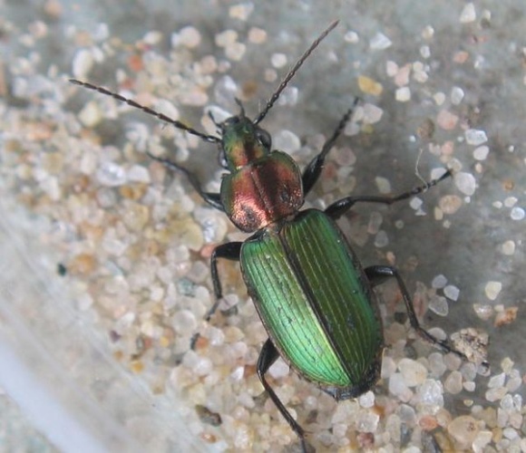 Agonum viridicupreum &copy; <table style="width:100%; border:1px solid #aaa; background:#efd; text-align:center"><tbody><tr>
<td>
<a href="//commons.wikimedia.org/wiki/File:Aspitates_ochrearia.jpg" class="image"><img alt="Aspitates ochrearia.jpg" src="https://upload.wikimedia.org/wikipedia/commons/thumb/b/bc/Aspitates_ochrearia.jpg/55px-Aspitates_ochrearia.jpg" decoding="async" width="55" height="41" srcset="https://upload.wikimedia.org/wikipedia/commons/thumb/b/bc/Aspitates_ochrearia.jpg/83px-Aspitates_ochrearia.jpg 1.5x, https://upload.wikimedia.org/wikipedia/commons/thumb/b/bc/Aspitates_ochrearia.jpg/110px-Aspitates_ochrearia.jpg 2x" data-file-width="800" data-file-height="600"></a>
</td>
<td>This image is created by user <a rel="nofollow" class="external text" href="http://waarneming.nl/user/photos/5009">Wim Rubers</a> at <a rel="nofollow" class="external text" href="http://waarneming.nl/">waarneming.nl</a>, a source of nature observations in the Netherlands.
</td>
</tr></tbody></table>