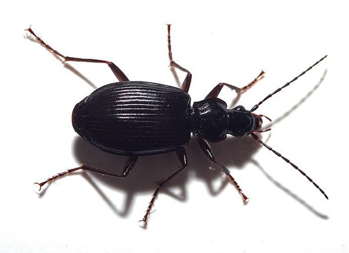 Platynus assimilis © 