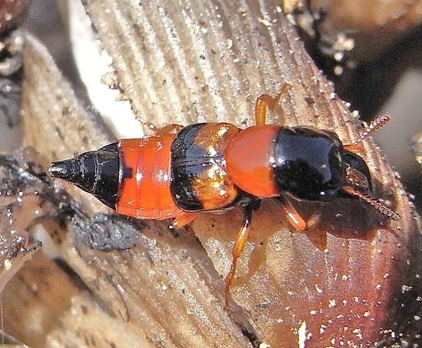 Oxyporus rufus © <a href="//commons.wikimedia.org/wiki/User:Siga" title="User:Siga">Siga</a>