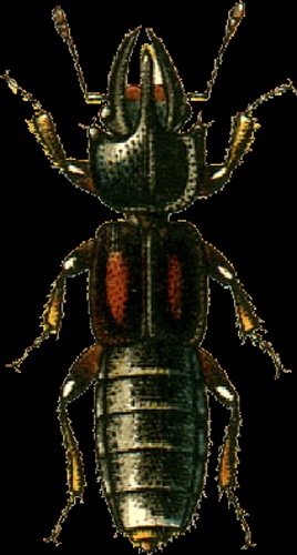 Bledius furcatus © Georgiy Jacobson