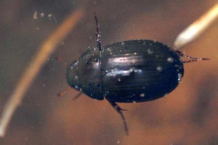  &copy; James K. Lindsey