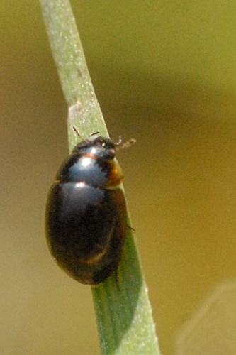 Anacaena lutescens © James K. Lindsey