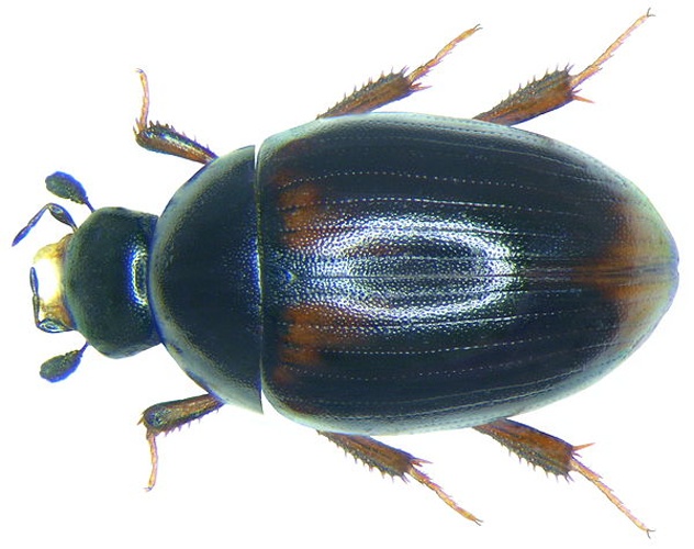 Cercyon haemorrhoidalis © <a rel="nofollow" class="external text" href="https://www.flickr.com/people/30703260@N08">Udo Schmidt</a> from Deutschland