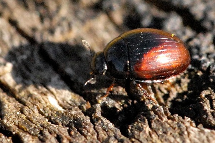 Cercyon melanocephalus © James K. Lindsey