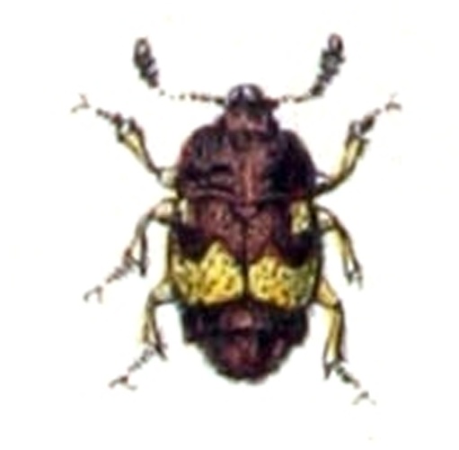 Carpophilus hemipterus © <bdi><a href="https://www.wikidata.org/wiki/Q18508143" class="extiw" title="d:Q18508143">Emil Hochdanz</a>
</bdi>