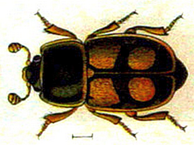 Nitidula carnaria © <bdi><a href="https://en.wikipedia.org/wiki/en:Edmund_Reitter" class="extiw" title="w:en:Edmund Reitter">Edmund Reitter</a>
</bdi>