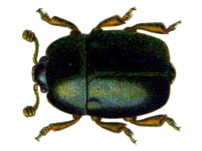 Nitidula rufipes © <bdi><a href="https://en.wikipedia.org/wiki/en:Edmund_Reitter" class="extiw" title="w:en:Edmund Reitter">Edmund Reitter</a>
</bdi>