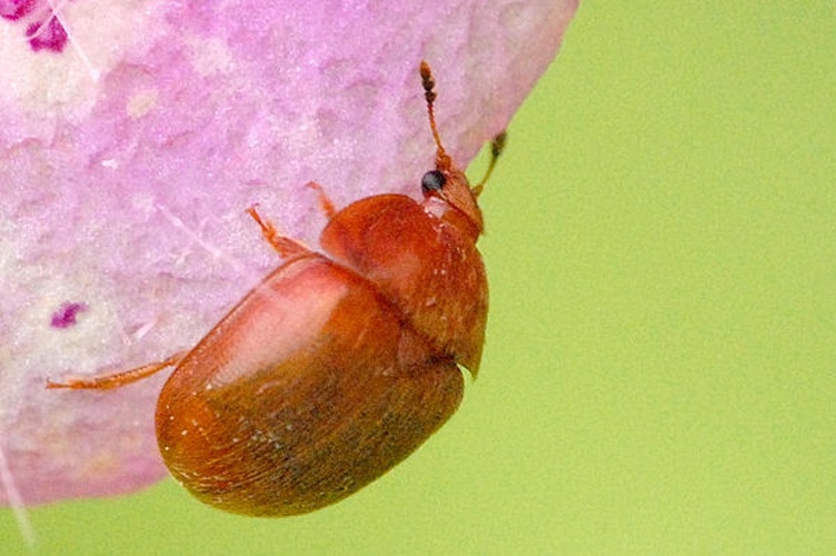 Cychramus luteus &copy; James K. Lindsey