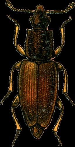 Monotoma bicolor &copy; Georgiy Jacobson