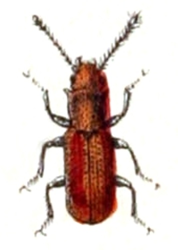 Silvanus unidentatus &copy; <bdi><a href="https://www.wikidata.org/wiki/Q18508143" class="extiw" title="d:Q18508143">Emil Hochdanz</a>
</bdi>
