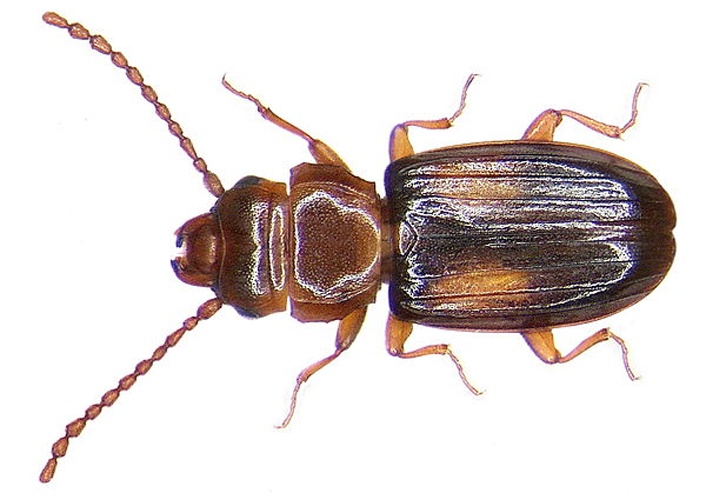 Laemophloeus monilis © <a rel="nofollow" class="external text" href="https://www.flickr.com/people/30703260@N08">Udo Schmidt</a>