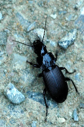 Pterostichus cristatus &copy; James K. Lindsey