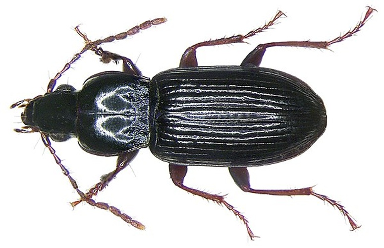 Pterostichus minor © <a rel="nofollow" class="external text" href="https://www.flickr.com/people/30703260@N08">Udo Schmidt</a> from Deutschland