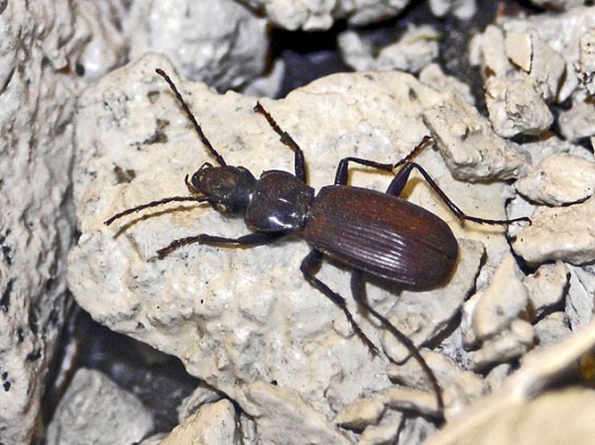 Pterostichus honnoratii © <a href="//commons.wikimedia.org/wiki/User:Hectonichus" title="User:Hectonichus">Hectonichus</a>