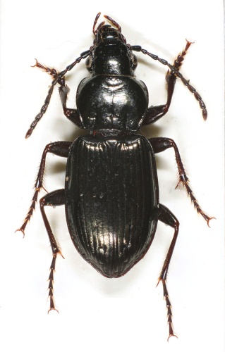 Pterostichus oblongopunctatus &copy; Matti Virtala