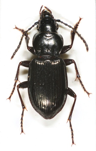 Pterostichus oblongopunctatus © Matti Virtala