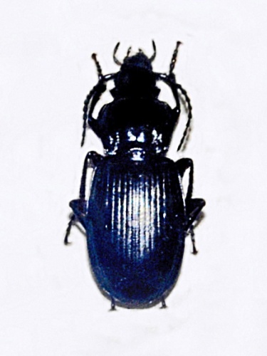 Pterostichus morio © <a href="//commons.wikimedia.org/wiki/User:Hectonichus" title="User:Hectonichus">Hectonichus</a>