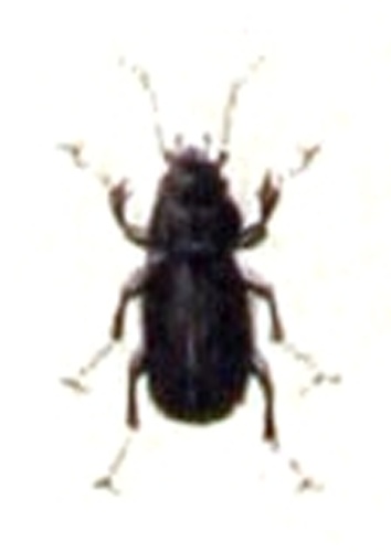 Pterostichus vernalis © <bdi><a href="https://www.wikidata.org/wiki/Q18508143" class="extiw" title="d:Q18508143">Emil Hochdanz</a>
</bdi>