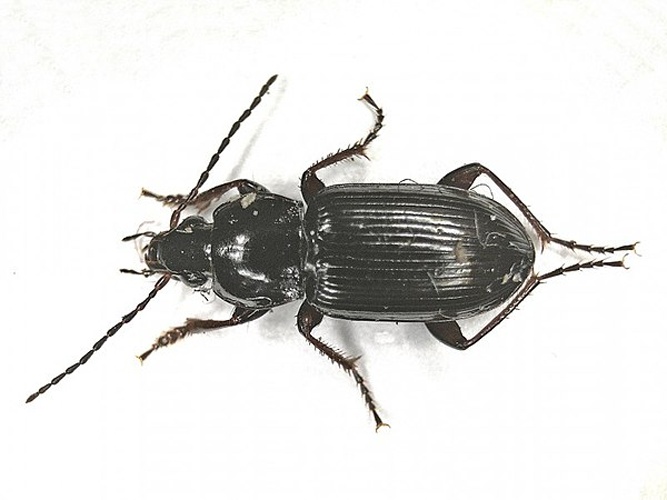 Pterostichus gracilis © <table style="width:100%; border:1px solid #aaa; background:#efd; text-align:center"><tbody><tr>
<td>
<a href="//commons.wikimedia.org/wiki/File:Aspitates_ochrearia.jpg" class="image"><img alt="Aspitates ochrearia.jpg" src="https://upload.wikimedia.org/wikipedia/commons/thumb/b/bc/Aspitates_ochrearia.jpg/55px-Aspitates_ochrearia.jpg" decoding="async" width="55" height="41" srcset="https://upload.wikimedia.org/wikipedia/commons/thumb/b/bc/Aspitates_ochrearia.jpg/83px-Aspitates_ochrearia.jpg 1.5x, https://upload.wikimedia.org/wikipedia/commons/thumb/b/bc/Aspitates_ochrearia.jpg/110px-Aspitates_ochrearia.jpg 2x" data-file-width="800" data-file-height="600"></a>
</td>
<td>This image is created by user <a rel="nofollow" class="external text" href="http://waarneming.nl/user/photos/86595">B. Schoenmakers</a> at <a rel="nofollow" class="external text" href="http://waarneming.nl/">waarneming.nl</a>, a source of nature observations in the Netherlands.
</td>
</tr></tbody></table>