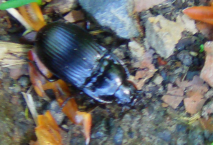 Abax ovalis &copy; <a href="//commons.wikimedia.org/wiki/User:B.K.H._Schnebele" title="User:B.K.H. Schnebele">B.K.H. Schnebele</a>