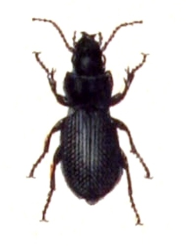 Molops piceus © <bdi><a href="https://www.wikidata.org/wiki/Q18508143" class="extiw" title="d:Q18508143">Emil Hochdanz</a>
</bdi>