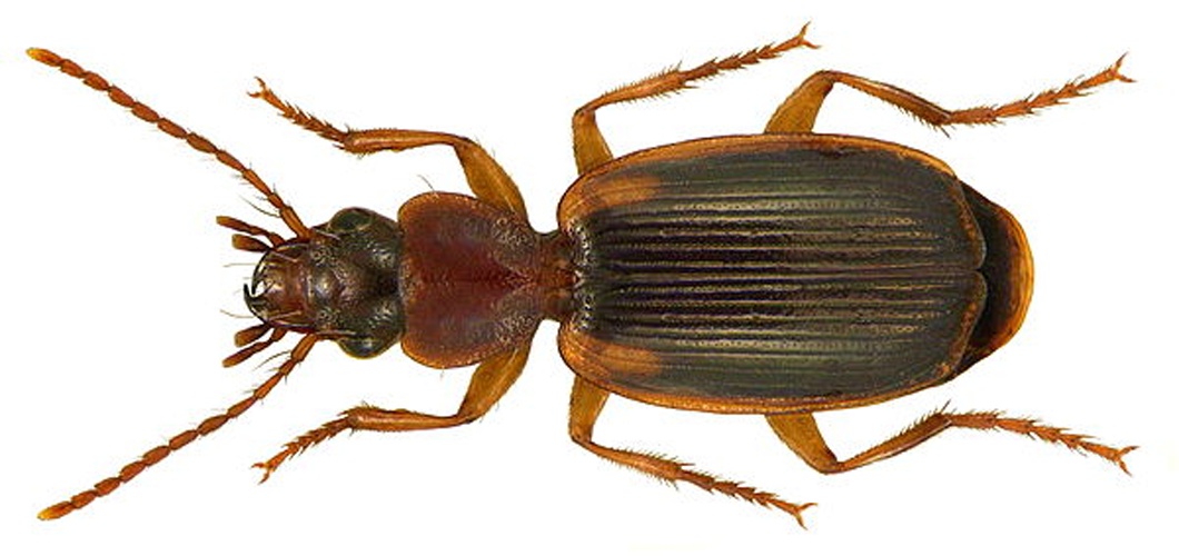 Cymindis axillaris © <a rel="nofollow" class="external text" href="https://www.flickr.com/people/30703260@N08">Udo Schmidt</a> from Deutschland