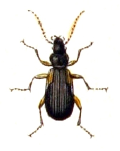 Cymindis humeralis © <bdi><a href="https://www.wikidata.org/wiki/Q18508143" class="extiw" title="d:Q18508143">Emil Hochdanz</a>
</bdi>