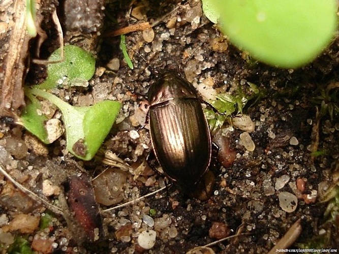 Amara aenea &copy; <a href="//commons.wikimedia.org/wiki/User:Sanja565658" title="User:Sanja565658">Sanja565658</a>