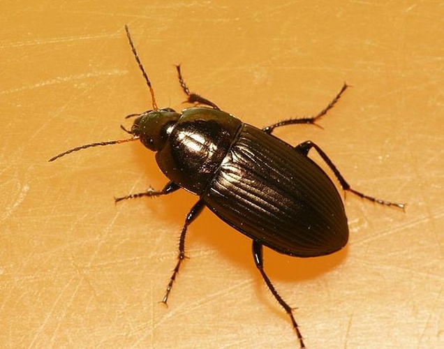 Amara convexior &copy; <table style="width:100%; border:1px solid #aaa; background:#efd; text-align:center"><tbody><tr>
<td>
<a href="//commons.wikimedia.org/wiki/File:Aspitates_ochrearia.jpg" class="image"><img alt="Aspitates ochrearia.jpg" src="https://upload.wikimedia.org/wikipedia/commons/thumb/b/bc/Aspitates_ochrearia.jpg/55px-Aspitates_ochrearia.jpg" decoding="async" width="55" height="41" srcset="https://upload.wikimedia.org/wikipedia/commons/thumb/b/bc/Aspitates_ochrearia.jpg/83px-Aspitates_ochrearia.jpg 1.5x, https://upload.wikimedia.org/wikipedia/commons/thumb/b/bc/Aspitates_ochrearia.jpg/110px-Aspitates_ochrearia.jpg 2x" data-file-width="800" data-file-height="600"></a>
</td>
<td>This image is created by user <a rel="nofollow" class="external text" href="http://waarneming.nl/user/photos/19474">Dick Belgers</a> at <a rel="nofollow" class="external text" href="http://waarneming.nl/">waarneming.nl</a>, a source of nature observations in the Netherlands.
</td>
</tr></tbody></table>