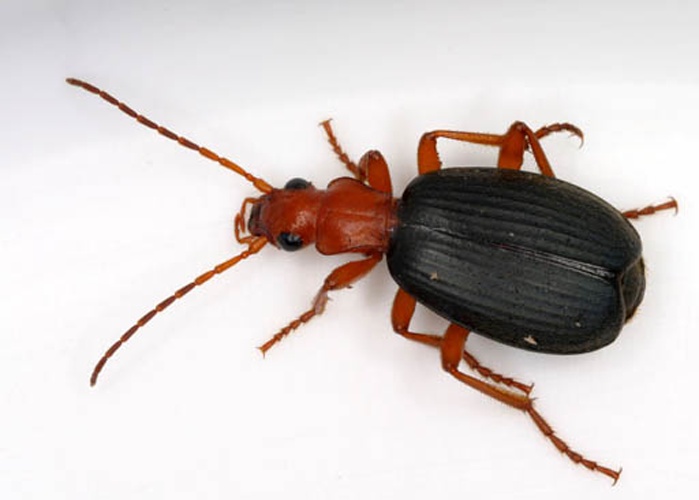 Brachinus crepitans &copy; Patrick Coin (<a href="//commons.wikimedia.org/wiki/User:Cotinis" title="User:Cotinis">Patrick Coin</a>)