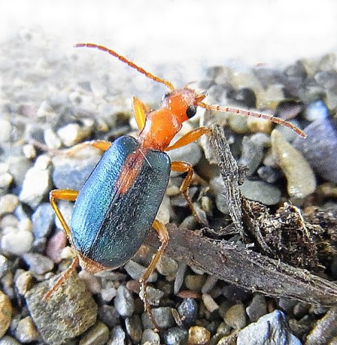 Brachinus sclopeta © <a href="//commons.wikimedia.org/wiki/User:Siga" title="User:Siga">Siga</a>