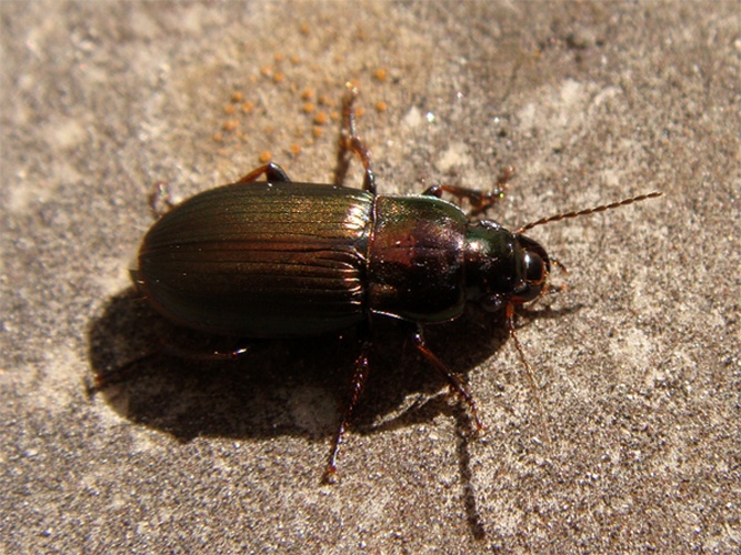 Harpalus distinguendus &copy; <a rel="nofollow" class="external text" href="https://www.flickr.com/photos/joaocoelho/">J. Coelho</a>
