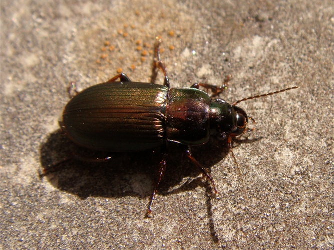 Harpalus distinguendus © <a rel="nofollow" class="external text" href="https://www.flickr.com/photos/joaocoelho/">J. Coelho</a>