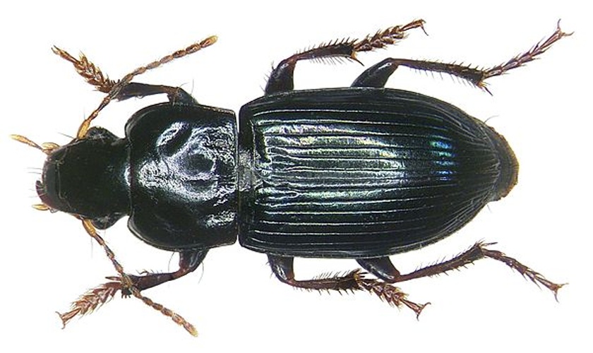 Harpalus honestus © <a rel="nofollow" class="external text" href="https://www.flickr.com/people/30703260@N08">Udo Schmidt</a> from Deutschland