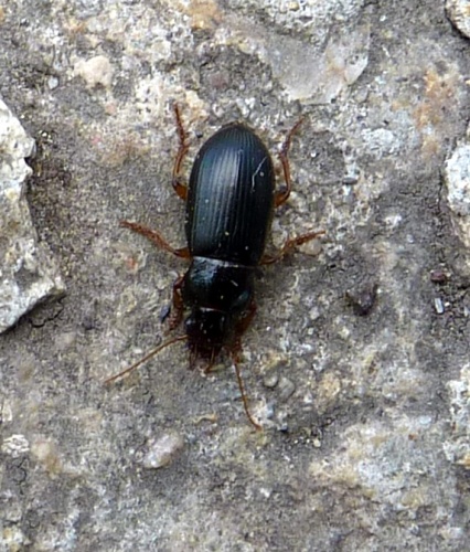 Harpalus latus © <a rel="nofollow" class="external text" href="https://www.flickr.com/people/87547772@N00">Anders Sandberg</a> from Oxford, UK