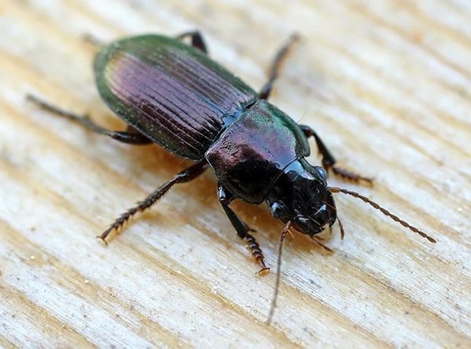 Harpalus tardus © 