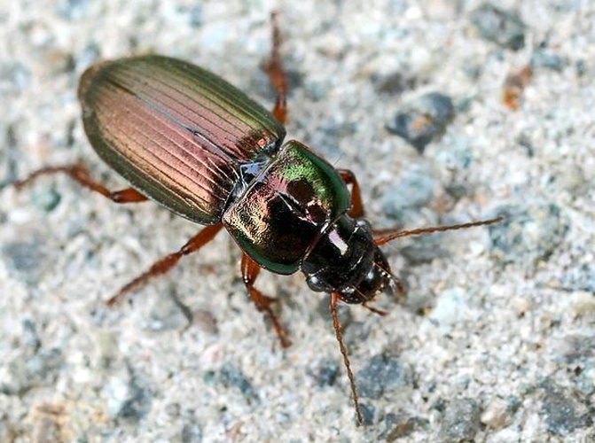 Harpalus rubripes © 