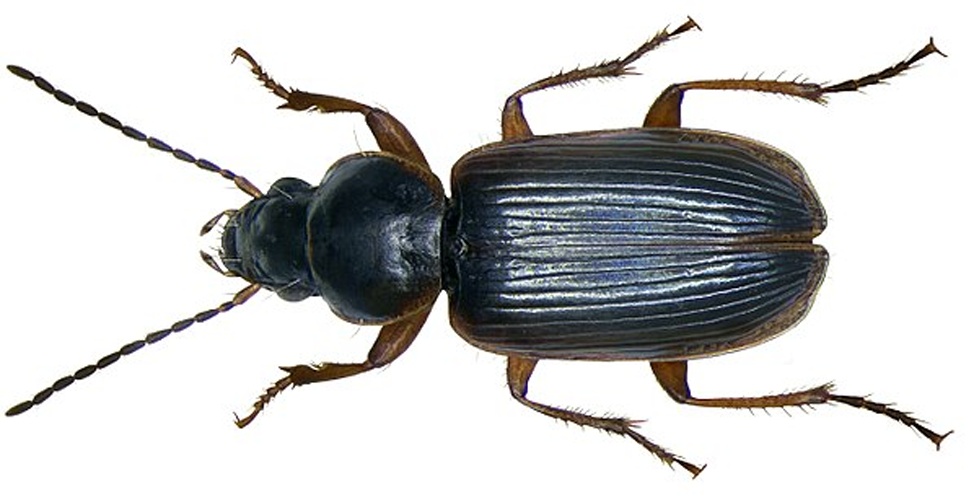 Stenolophus mixtus © <a rel="nofollow" class="external text" href="https://www.flickr.com/people/30703260@N08">Udo Schmidt</a> from Deutschland