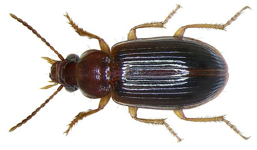 Bradycellus harpalinus © <a rel="nofollow" class="external text" href="https://www.flickr.com/people/30703260@N08">Udo Schmidt</a> from Deutschland