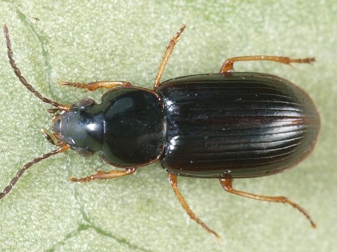 Acupalpus brunnipes © <table style="width:100%; border:1px solid #aaa; background:#efd; text-align:center"><tbody><tr>
<td>
<a href="//commons.wikimedia.org/wiki/File:Aspitates_ochrearia.jpg" class="image"><img alt="Aspitates ochrearia.jpg" src="https://upload.wikimedia.org/wikipedia/commons/thumb/b/bc/Aspitates_ochrearia.jpg/55px-Aspitates_ochrearia.jpg" decoding="async" width="55" height="41" srcset="https://upload.wikimedia.org/wikipedia/commons/thumb/b/bc/Aspitates_ochrearia.jpg/83px-Aspitates_ochrearia.jpg 1.5x, https://upload.wikimedia.org/wikipedia/commons/thumb/b/bc/Aspitates_ochrearia.jpg/110px-Aspitates_ochrearia.jpg 2x" data-file-width="800" data-file-height="600"></a>
</td>
<td>This image is created by user <a rel="nofollow" class="external text" href="http://waarneming.nl/user/photos/5009">Wim Rubers</a> at <a rel="nofollow" class="external text" href="http://waarneming.nl/">waarneming.nl</a>, a source of nature observations in the Netherlands.
</td>
</tr></tbody></table>