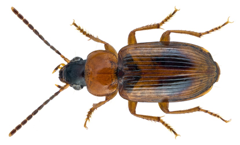 Acupalpus elegans &copy; <a rel="nofollow" class="external text" href="https://www.flickr.com/people/30703260@N08">Udo Schmidt</a> from Deutschland