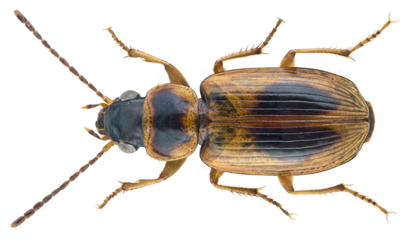 Acupalpus maculatus &copy; <a rel="nofollow" class="external text" href="https://www.flickr.com/people/30703260@N08">Udo Schmidt</a> from Deutschland