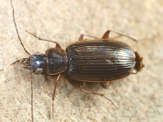 Badister peltatus © <table style="width:100%; border:1px solid #aaa; background:#efd; text-align:center"><tbody><tr>
<td>
<a href="//commons.wikimedia.org/wiki/File:Aspitates_ochrearia.jpg" class="image"><img alt="Aspitates ochrearia.jpg" src="https://upload.wikimedia.org/wikipedia/commons/thumb/b/bc/Aspitates_ochrearia.jpg/55px-Aspitates_ochrearia.jpg" decoding="async" width="55" height="41" srcset="https://upload.wikimedia.org/wikipedia/commons/thumb/b/bc/Aspitates_ochrearia.jpg/83px-Aspitates_ochrearia.jpg 1.5x, https://upload.wikimedia.org/wikipedia/commons/thumb/b/bc/Aspitates_ochrearia.jpg/110px-Aspitates_ochrearia.jpg 2x" data-file-width="800" data-file-height="600"></a>
</td>
<td>This image is created by user <a rel="nofollow" class="external text" href="http://waarneming.nl/user/photos/5009">Wim Rubers</a> at <a rel="nofollow" class="external text" href="http://waarneming.nl/">waarneming.nl</a>, a source of nature observations in the Netherlands.
</td>
</tr></tbody></table>