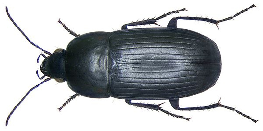 Oodes helopioides &copy; <a rel="nofollow" class="external text" href="https://www.flickr.com/people/30703260@N08">Udo Schmidt</a> from Deutschland