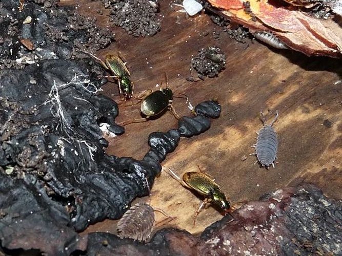 Chlaeniellus vestitus &copy; <table style="width:100%; border:1px solid #aaa; background:#efd; text-align:center"><tbody><tr>
<td>
<a href="//commons.wikimedia.org/wiki/File:Aspitates_ochrearia.jpg" class="image"><img alt="Aspitates ochrearia.jpg" src="https://upload.wikimedia.org/wikipedia/commons/thumb/b/bc/Aspitates_ochrearia.jpg/55px-Aspitates_ochrearia.jpg" decoding="async" width="55" height="41" srcset="https://upload.wikimedia.org/wikipedia/commons/thumb/b/bc/Aspitates_ochrearia.jpg/83px-Aspitates_ochrearia.jpg 1.5x, https://upload.wikimedia.org/wikipedia/commons/thumb/b/bc/Aspitates_ochrearia.jpg/110px-Aspitates_ochrearia.jpg 2x" data-file-width="800" data-file-height="600"></a>
</td>
<td>This image is created by user <a rel="nofollow" class="external text" href="http://waarneming.nl/user/photos/21030">Frank van de Putte</a> at <a rel="nofollow" class="external text" href="http://waarneming.nl/">waarneming.nl</a>, a source of nature observations in the Netherlands.
</td>
</tr></tbody></table>