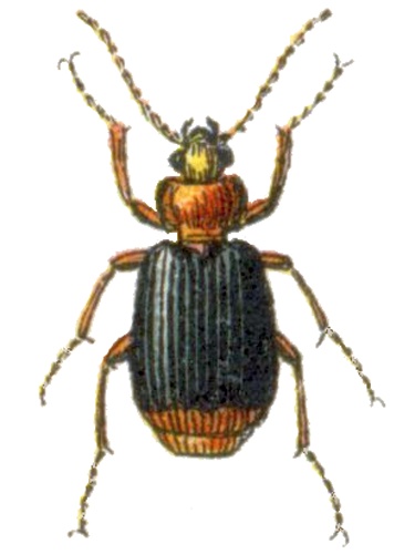 Lebia marginata © <bdi><a href="https://en.wikipedia.org/wiki/en:Edmund_Reitter" class="extiw" title="w:en:Edmund Reitter">Edmund Reitter</a>
</bdi>