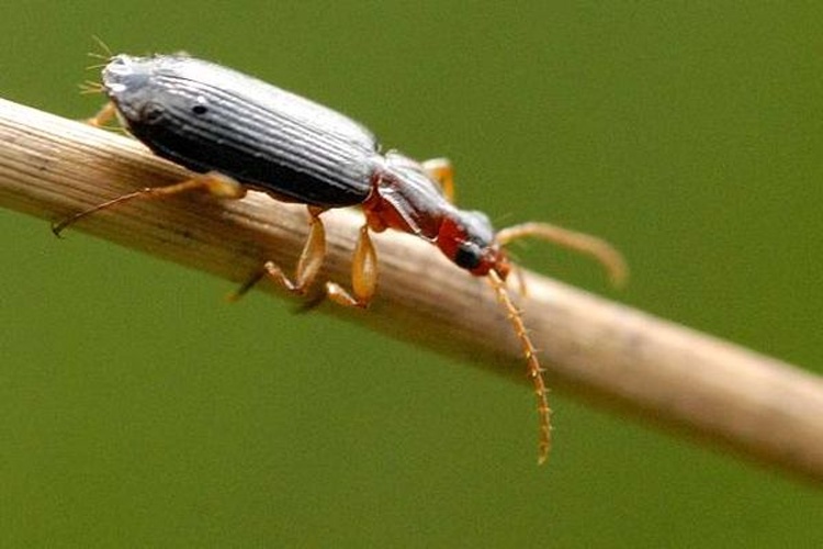 Dromius agilis © James K. Lindsey