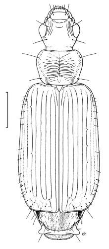 Dromius meridionalis © <bdi><a href="https://en.wikipedia.org/wiki/en:Des_Helmore" class="extiw" title="w:en:Des Helmore">Desmond W. Helmore</a>
</bdi>