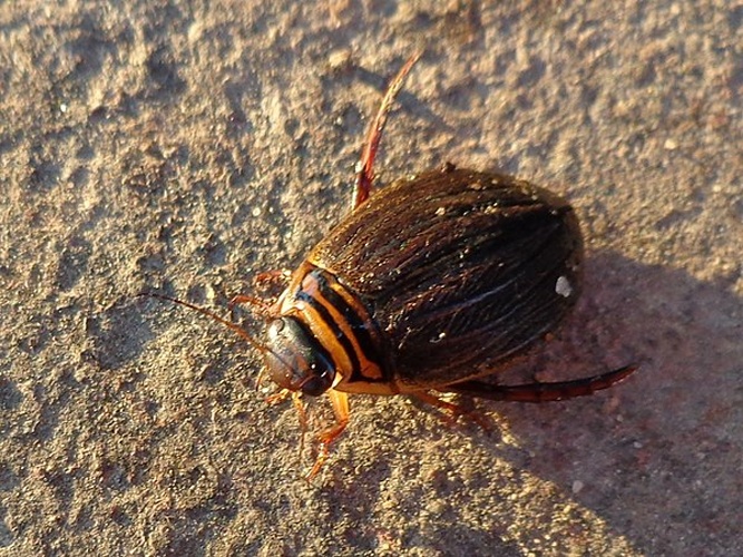 Acilius canaliculatus © <a href="//commons.wikimedia.org/wiki/User:AfroBrazilian" title="User:AfroBrazilian">AfroBrazilian</a>